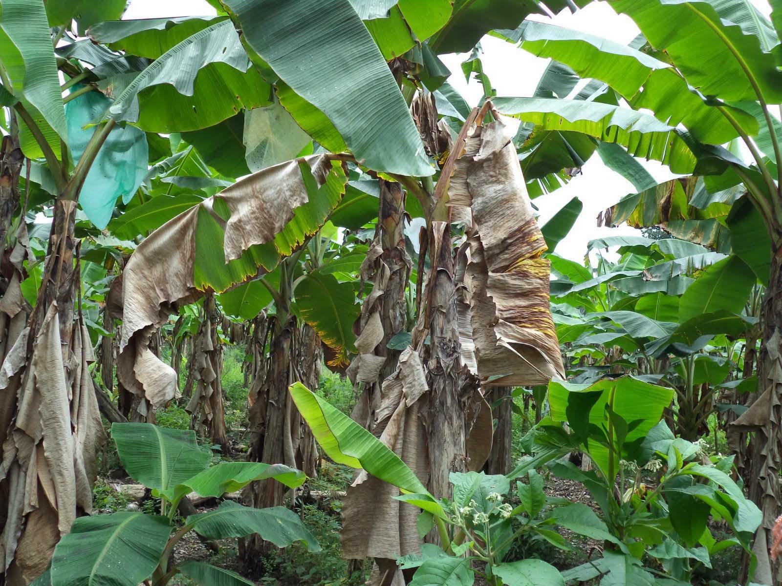 Agrocalidad vigila más de 105.000 hectáreas por riesgo de Moko en Los Ríos