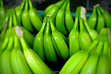 Las exportaciones de banano ecuatoriano alcanzan cifras récord impulsadas por la demanda de Rusia y Europa.