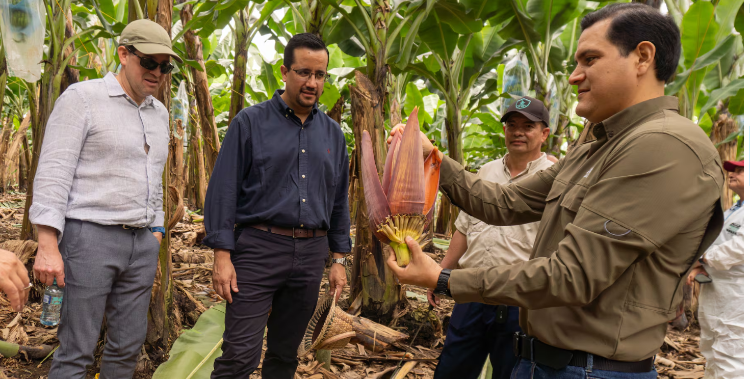 El Fondo Monetario Internacional (FMI) realizó visita técnica al sector bananero ecuatoriano para evaluar su impacto económico, social y los retos de competitividad