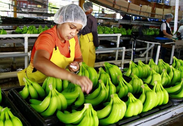 Sector bananero ratifica tolerancia cero al trabajo forzoso e infantil y resalta exoneración arancelaria en EE. UU.