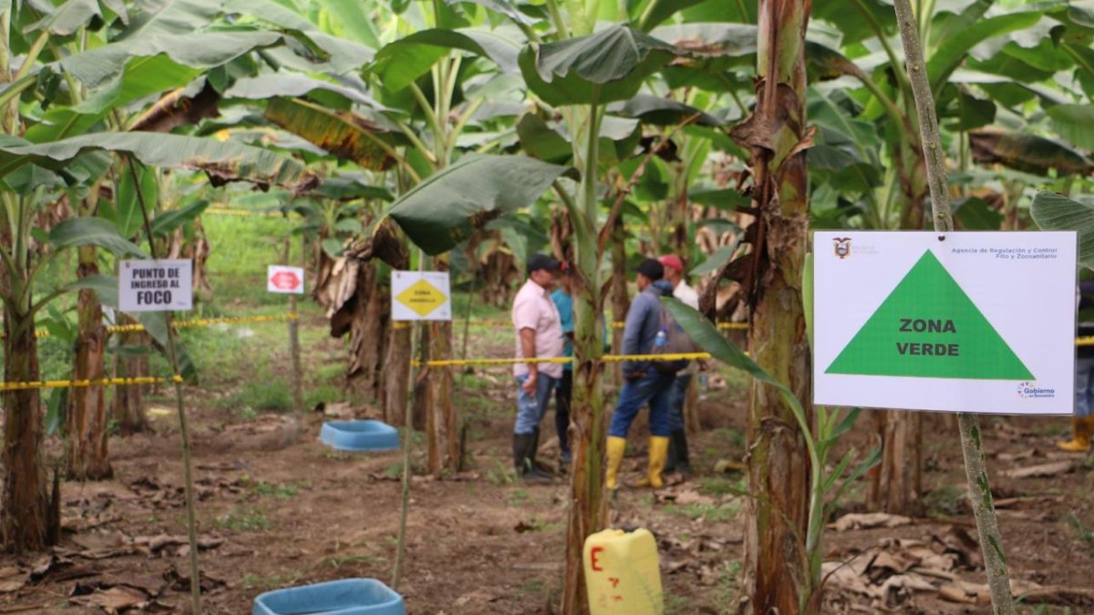 El moko no va a desaparecer, hay que aprender a manejarlo, uno de los principales desafíos sanitarios para la producción de banano y plátano.