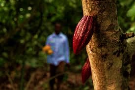 Cacaoteros de Ecuador refuerzan drenajes ante riesgo de lluvias por El Niño
