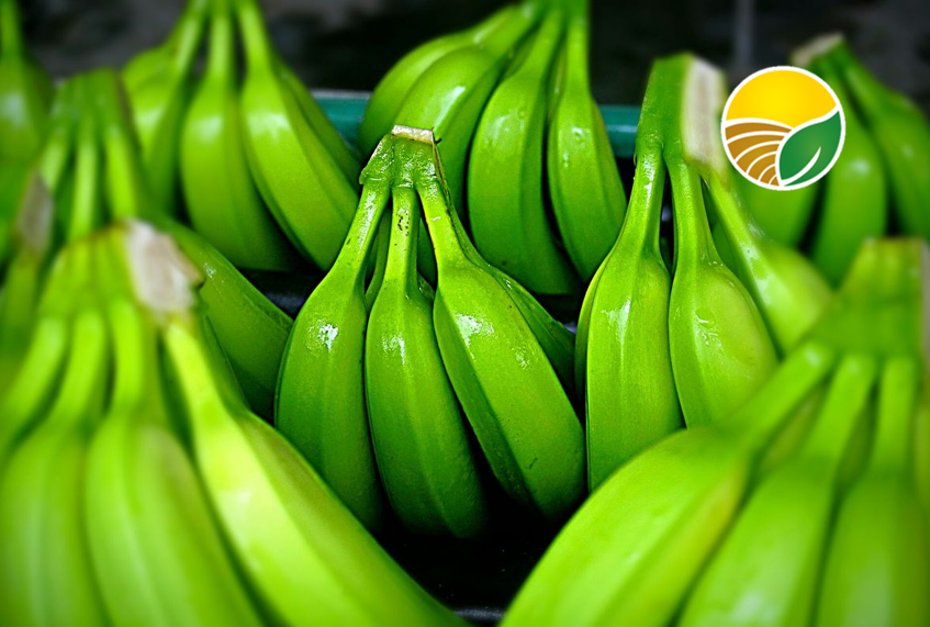Las exportaciones de banano ecuatoriano alcanzan cifras récord impulsadas por la demanda de Rusia y Europa.