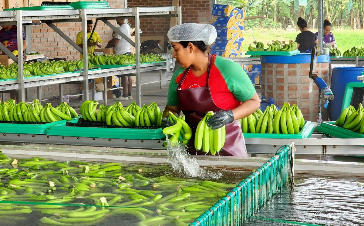 Sector bananero de Costa Rica alerta sobre impacto del salario digno en sus exportaciones a Europa