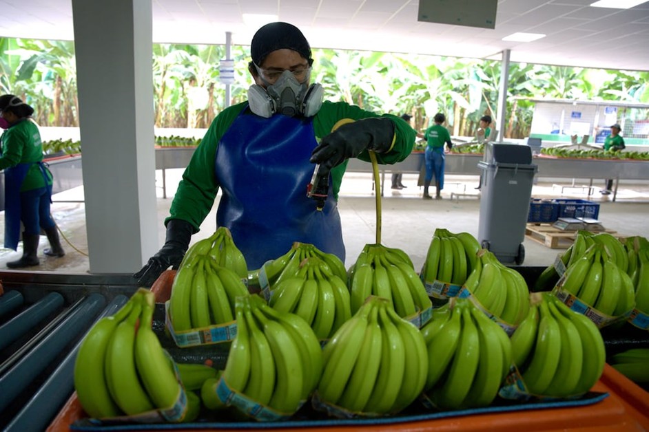 Banano e insumos para la producción sostienen el comercio bilateral entre Ecuador y Argentina