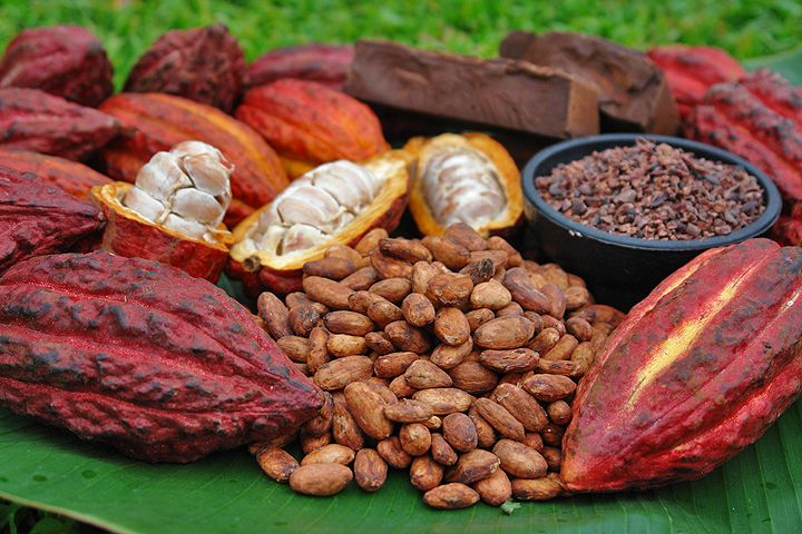 Colombia desarrolla inteligencia artificial para evaluar la calidad del cacao