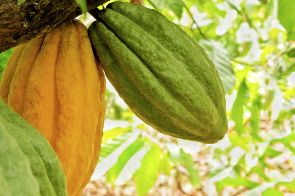 Cacao ecuatoriano se prepara para el fenómeno del Niño
