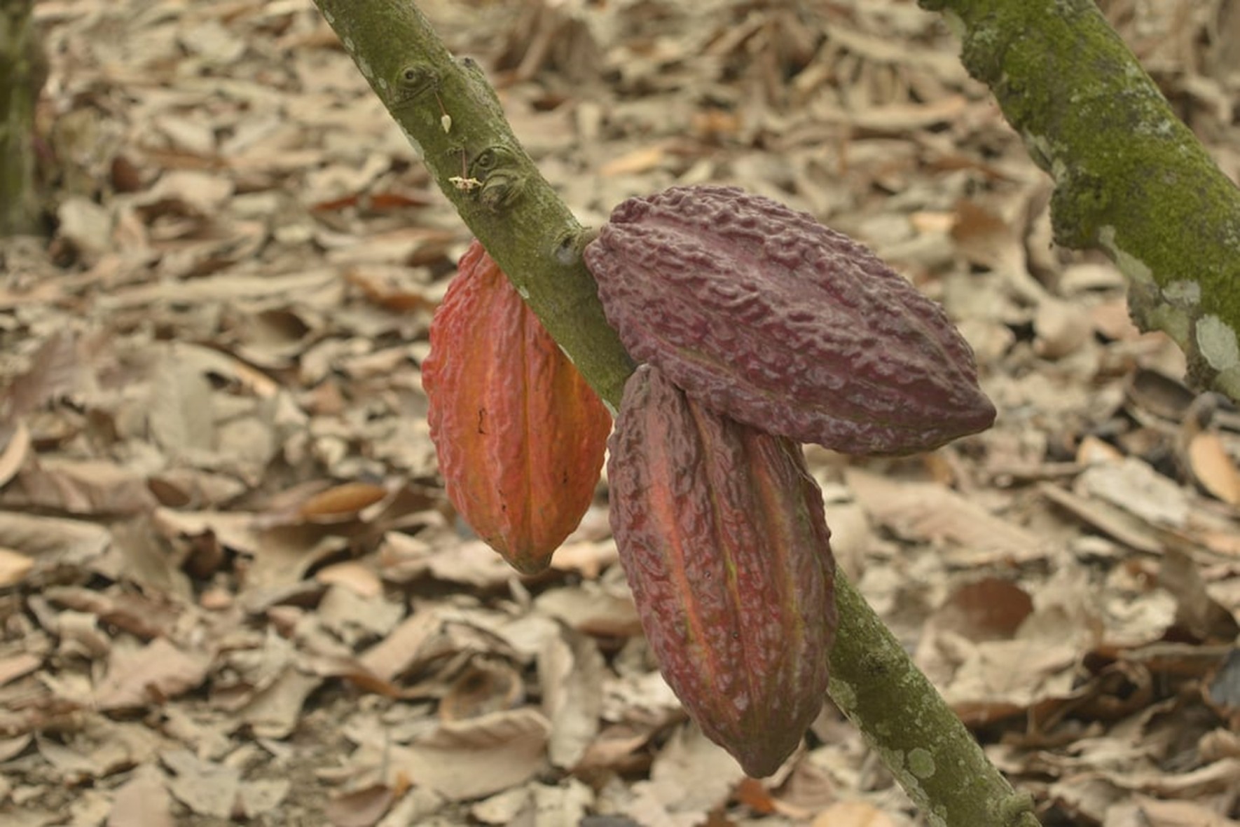 El futuro del cacao ecuatoriano en la finca Singapur, en Milagro.