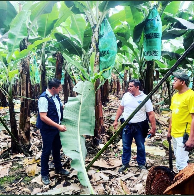 Las principales plagas y enfermedades que amenazan al cultivo del banano