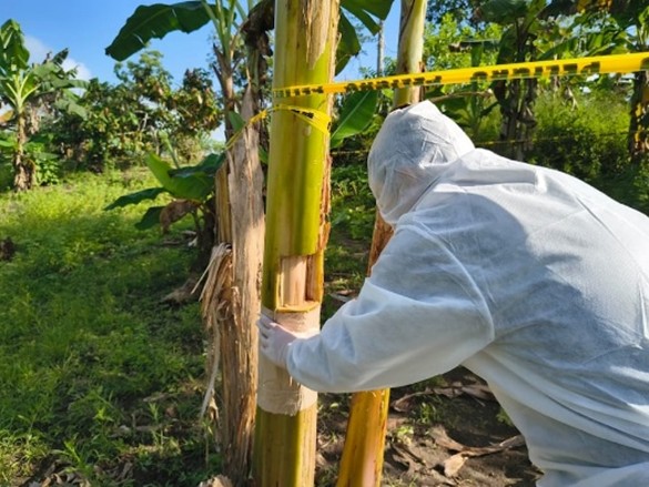 ‘Fusarium’ raza 4 en Sudamérica: Así responde Ecuador y así es el estatus de la plaga en los países vecinos