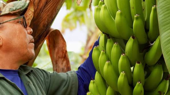 Nematodos y Fusarium: amenazas que el productor debe prevenir a tiempo