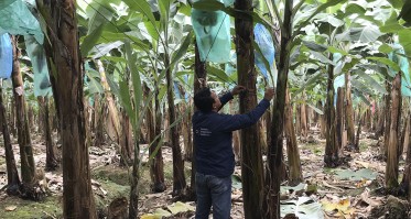 Tras el segundo caso de Fusarium, bananeros piden intervención en canales hídricos y líneas de crédito para proteger plantaciones