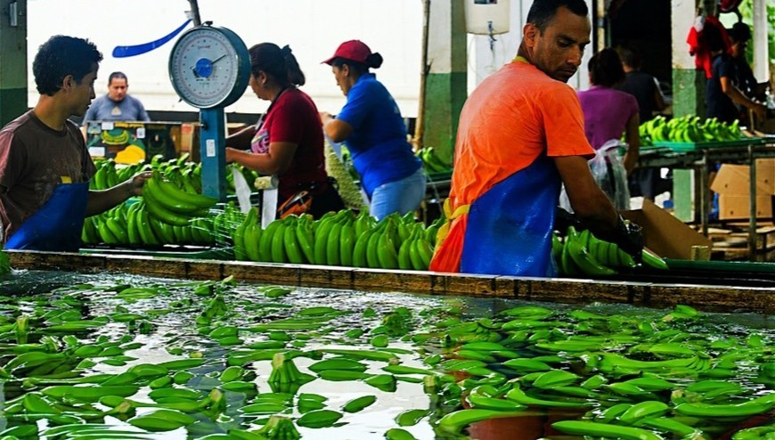 Banano Ecuatoriano: el bajo precio preocupa a uno de los principales sectores exportadores.