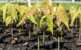 Influencia de microorganismos benéficos, sustancias húmicas y fúlvicas en el crecimiento de plántulas de cacao