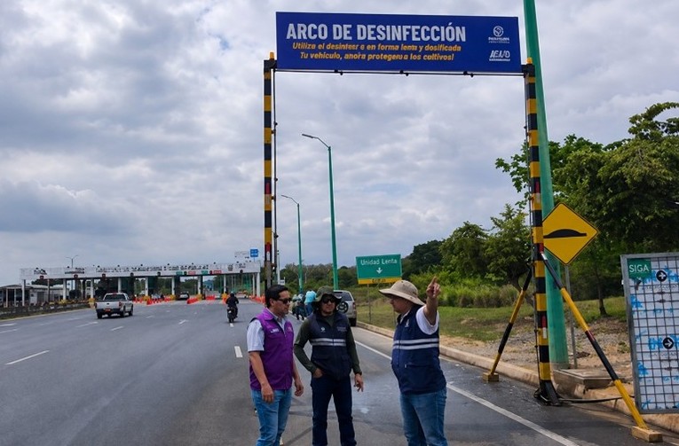 Refuerzan medidas de bioseguridad contra el Fusarium R4T en El Oro