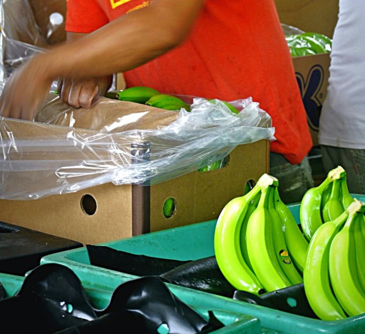 Después de años, Ecuador busca reactivar exportaciones de banano a Brasil