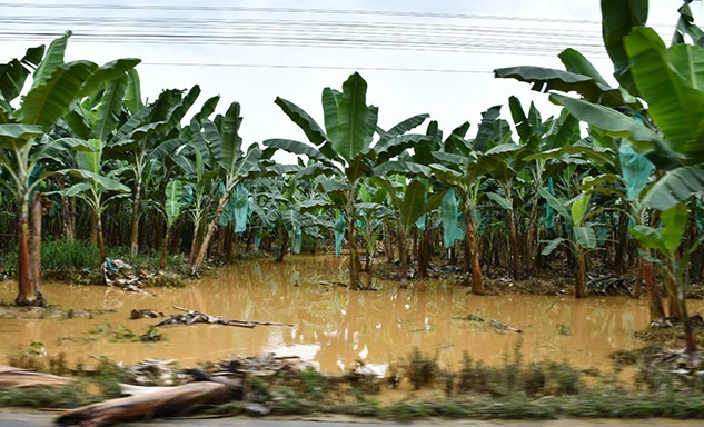 El Niño podría impactar al sector bananero en 2027
