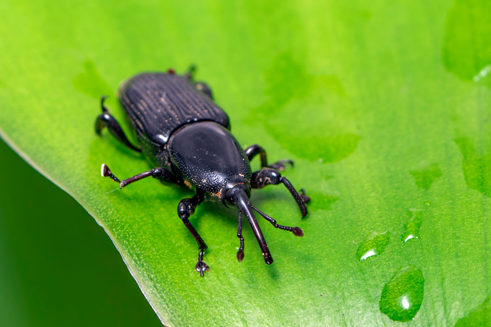 Picudo negro, bajo la lupa por su vínculo con el Fusarium y el Moko.
