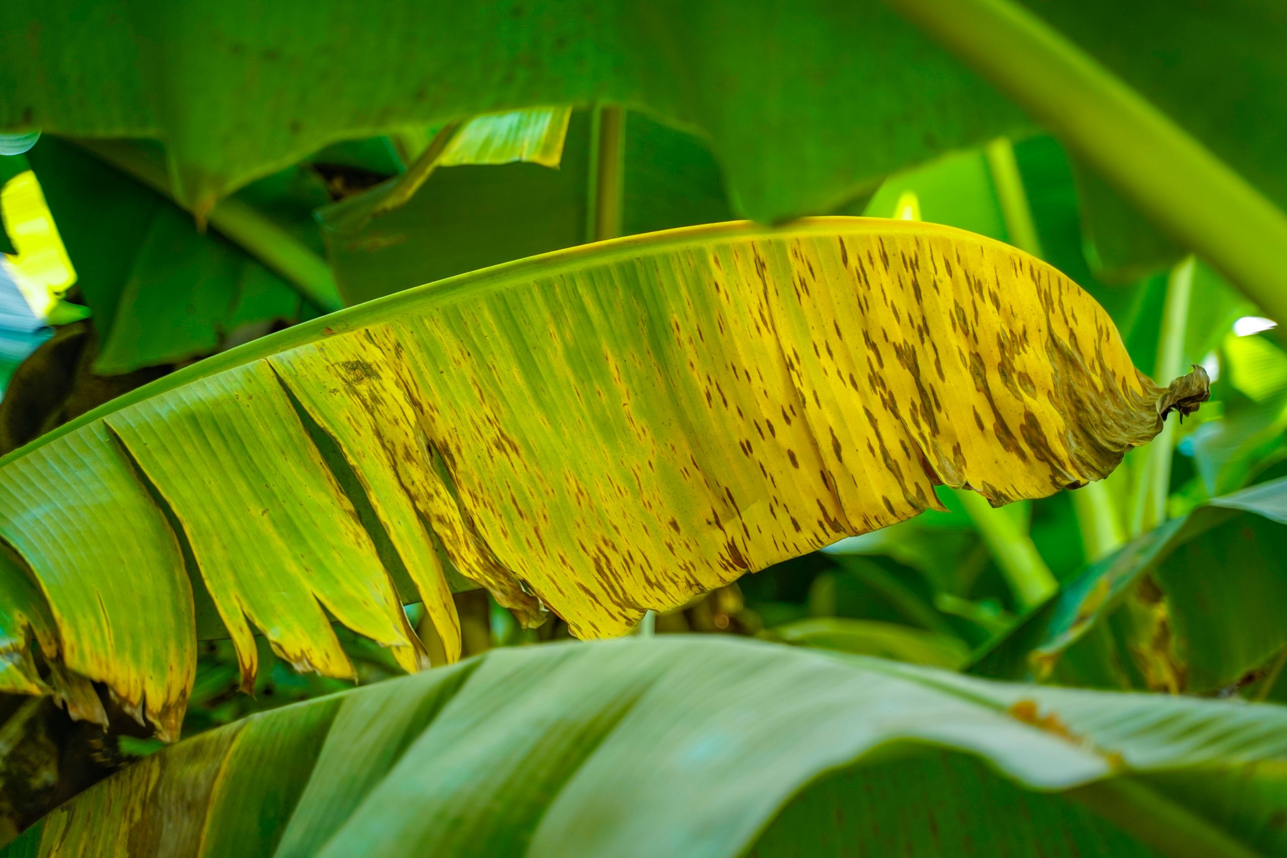 Sigatoka Negra: la batalla que continúa en las plantaciones de banano